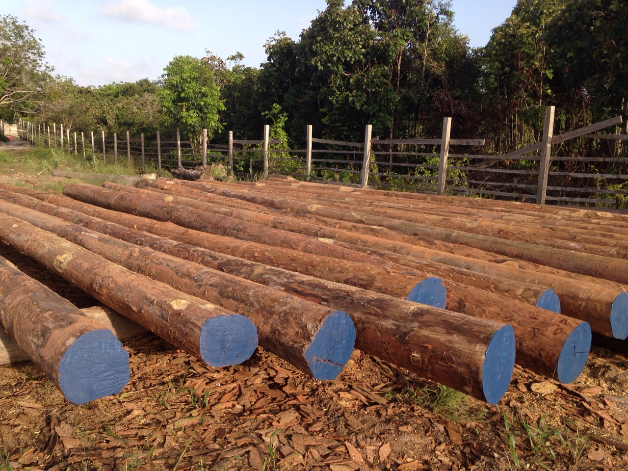 Greenheart Pilings