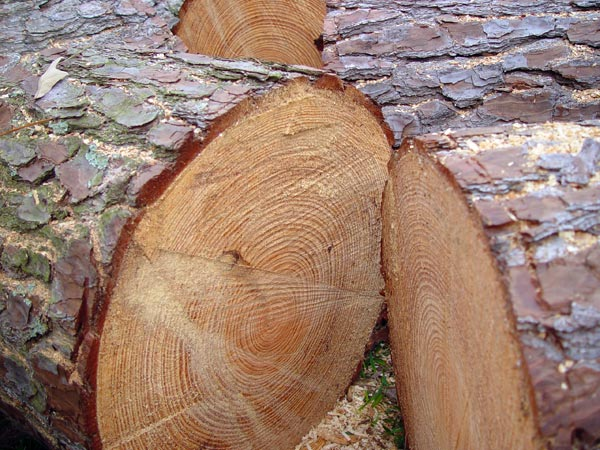 Greenheart Logs